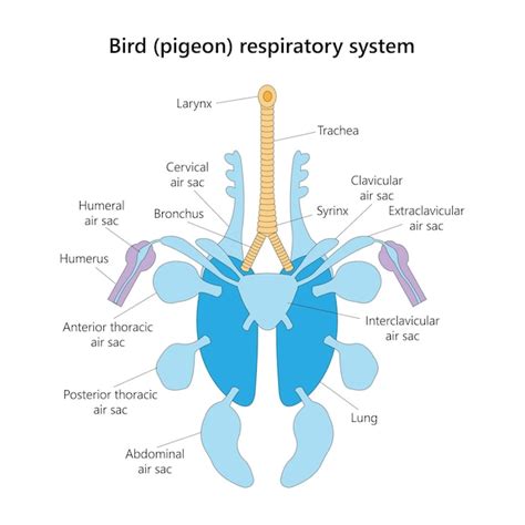 Sistema respiratório de pombo pássaro em vista ventral ilustração em