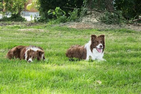 how to train a dog not to pull on lead