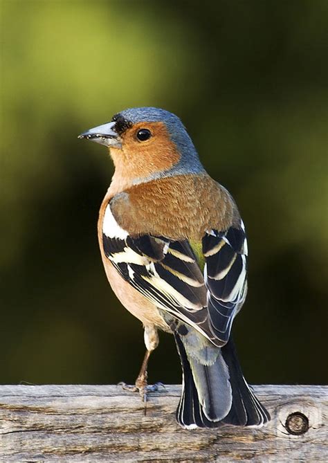 Vink Vogel Wikipedia