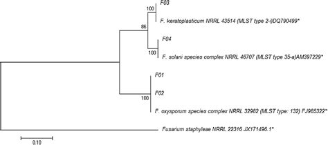 Pdf Infections Caused By Fusarium Species In Pediatric Cancer