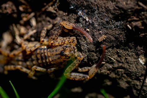 Petit scorpion brun Isometrus maculatus La Réunion Guillaume