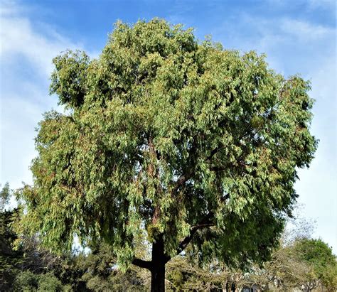 Red Ironbark Tree – Santa Barbara Beautiful