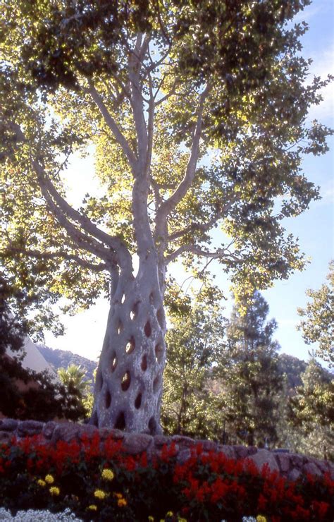 Axel Erlandson Basket Tree From The Tree Circus Plein Air Gilroy