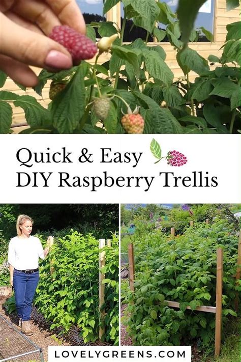 Quick And Easy Diy Raspberry Trellis Artofit