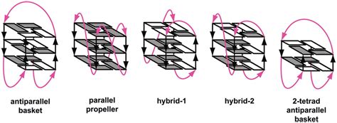 Schematic Structures Of Intramolecular G Quadruplexes Formed By