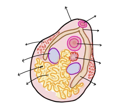 Parasitology Lab Quiz Flashcards Quizlet