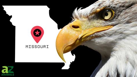 The 11 Best Places and Times to See Bald Eagles in Missouri - A-Z Animals