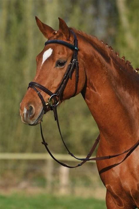 Stubben Leitrim 2300 Bridle Sale Elite Saddlery