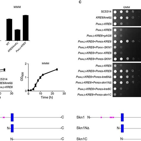 Growth And Cell Morphology Of C Albicans Strains Of The Indicated Download Scientific Diagram