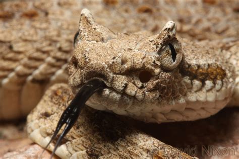 CalPhotos: Crotalus cerastes cercobombus; Sidewinder