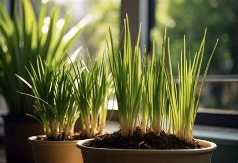 Growing Lemongrass In Pots Tips And Tricks