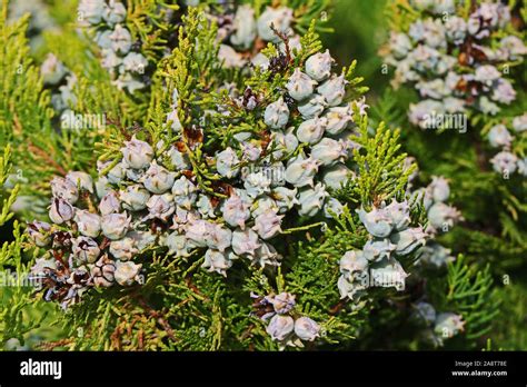 Thuja Tree Foliage And Small Cones Setting Seed Variety Thuja