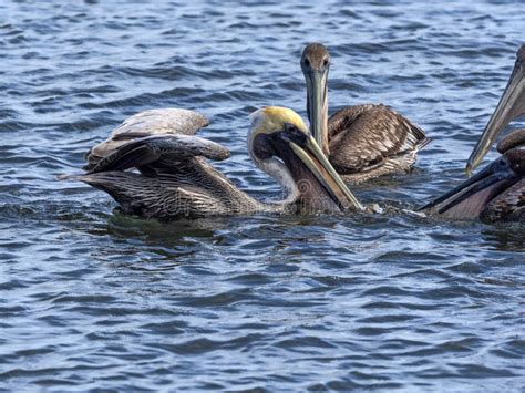 Brown Pelikan Pelecanus Occidentalis Owi W Morzu Karaibskim Belize