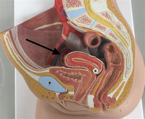 KIN 233 Lab 10 Female Reproductive System And Mammary Glands