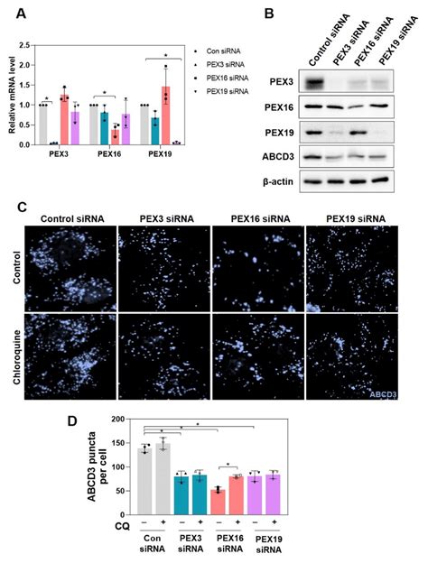 Knockdown Of PEX3 PEX16 And PEX19 Decreases Peroxisome Abundance In