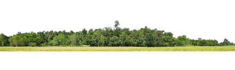 Panorama View Of A High Definition Treeline Isolated On A White