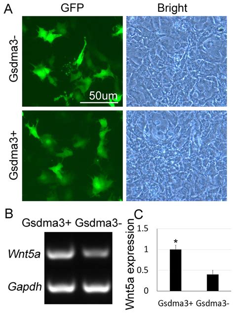 Overexpression Of Gsdma3 Up Regulates Wnt5a Mrna Expression In