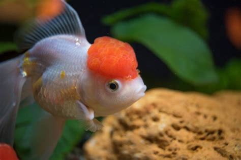 Oranda Goldfish Care: Tank & Pond Setup, Mates & Feeding