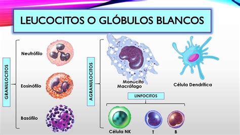 Qu Son Los Gl Bulos Blancos O Leucocitos Definici N Off