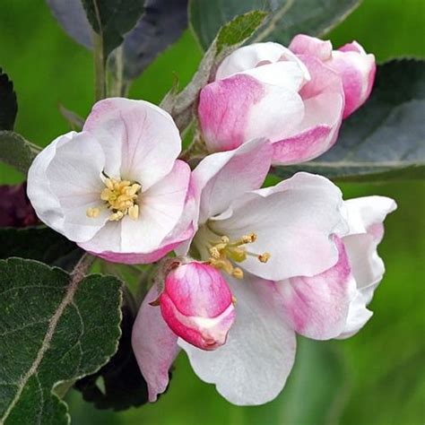 цветы яблони фото: 24 тыс изображений найдено в Яндекс.Картинках ...