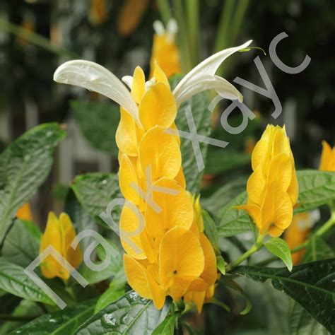 Пахистахис, купить в Ростове, Pachystachys 'Lutea', Pachystachys ...