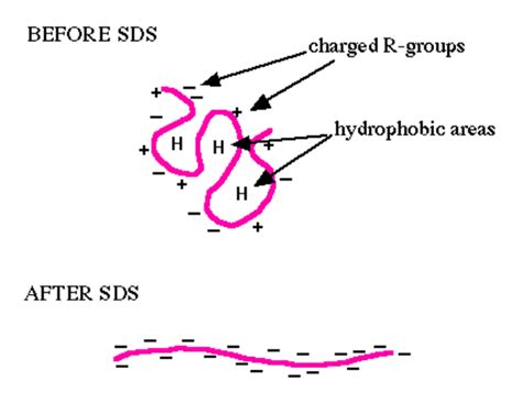 Gel Electrophoresis Equipment Process And Function Globalspec