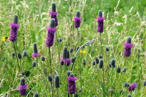 Types Of Purple Wildflowers