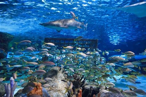 Ripley's Aquarium of Myrtle Beach Reviews | U.S. News Travel