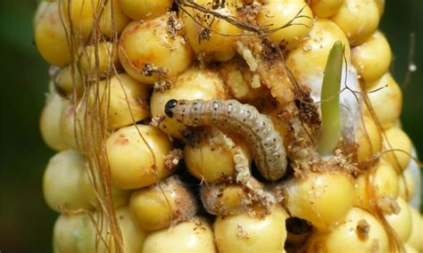 European Corn Borer Imp World
