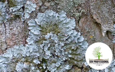 Do you want to learn how to remove lichen from trees?