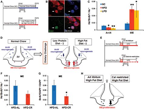 Frontiers Dietary And Sex Specific Factors Regulate Hypothalamic Neurogenesis In Young Adult