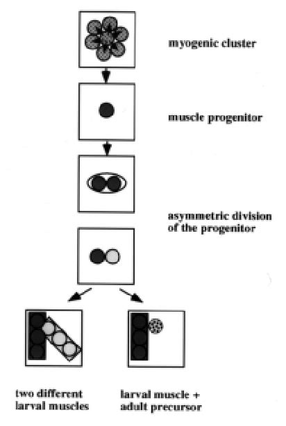 Schematic Representation Of The Generation Of Myogenic Lineages In