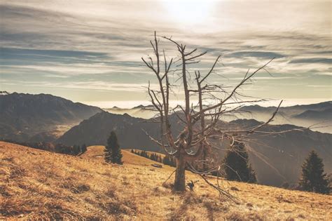 Premium Photo | Dry plant in hilly landscape