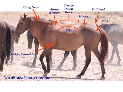 Body Scoring” And The Wild Horse Wild Horse Education