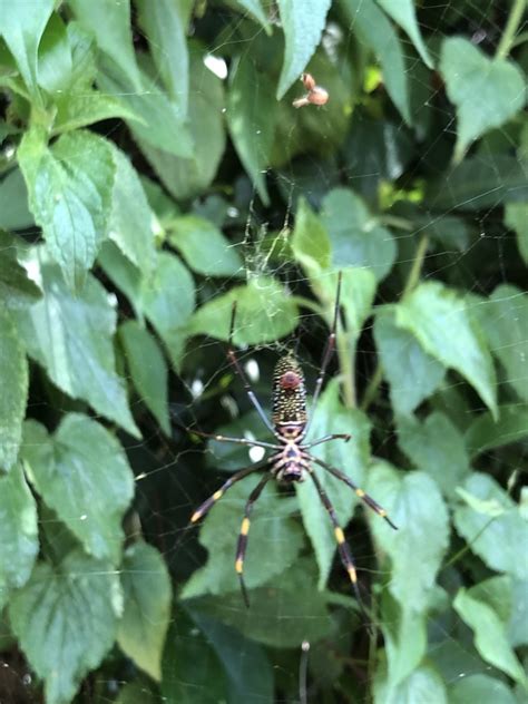 Golden Silk Spider From Cidade Universit Ria Armando Salles De Oliveira