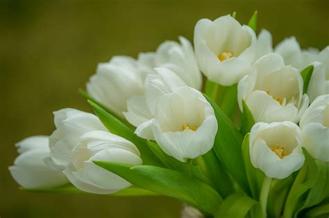 Pin by mijika on Tulip | Flowers, White flowers, Fresh tulips