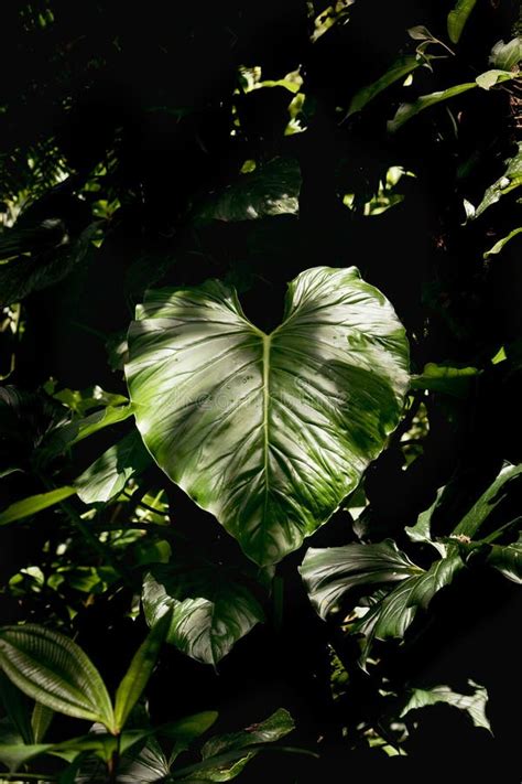 The Tropical Giant Philodendron Plant Stock Photo Image Of Lobed