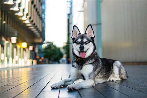 Alaskan Klee Kai Vs Mini Husky Life With Klee Kai