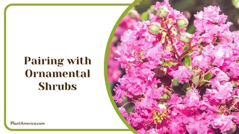 7 Landscaping With Crepe Myrtles Ideas For An Aesthetic Look Plant America