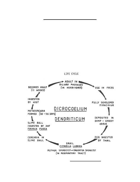 Dicrocoelium Dendriticum Life Cycle