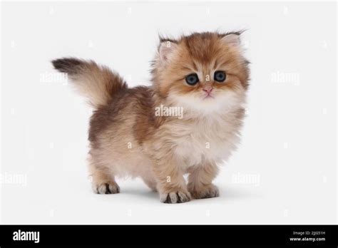 British Longhair Kitten On White Background With Green Leaves Golden