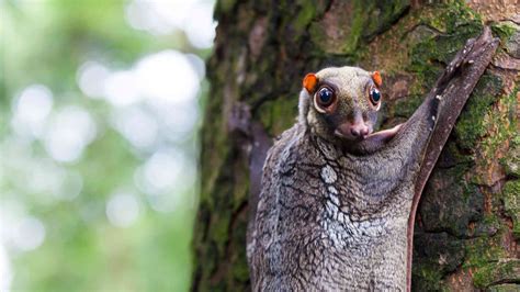 13 Interesting Facts About Flying Squirrels