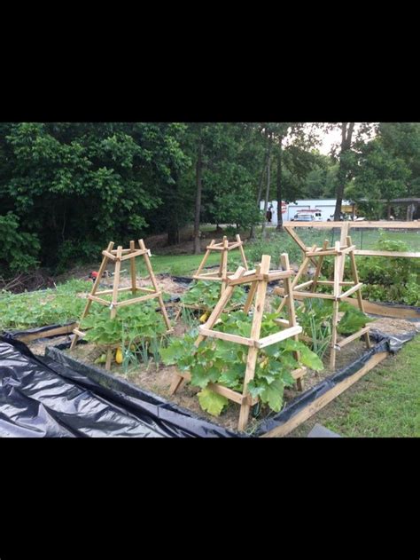 My Garden Zucchini And Squash Trellis Pumpkin Trellis