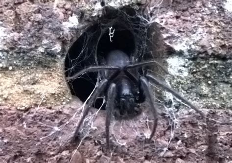 Picture: Tube Web Spider Devon