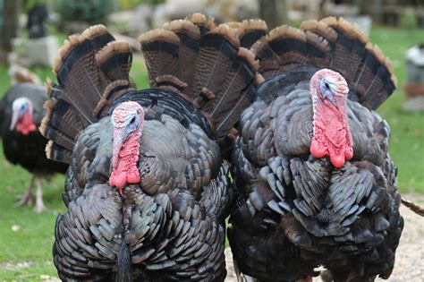 Heritage Hybrid Turkeys