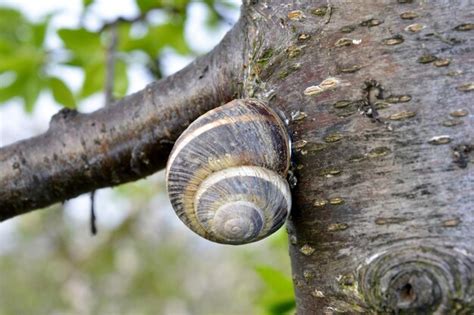Premium Photo Snail Shell On The Tree In The Garden Image Of A A