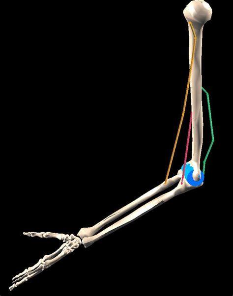 The Musculoskeletal Model Used In This Study Biceps Brachialis And