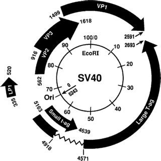 Functional Domains Of SV40 Large T Ag Known T Ag Functions Are