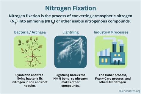 Nitrogen Fixation Definition And Processes