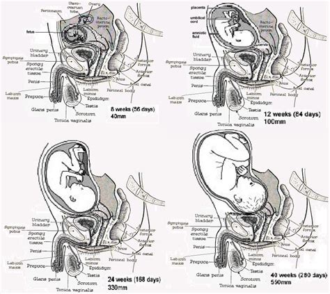 Mpreg Diagram